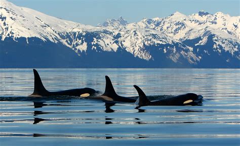 Gallery Jayleens Alaska Juneau Whale Watching