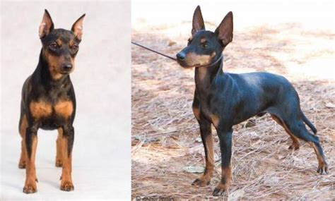 Miniature Pinscher Vs English Toy Terrier Black And Tan Breed Comparison