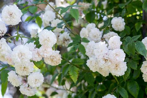 Beautiful White Roses To Grow Bbc Gardeners World Magazine