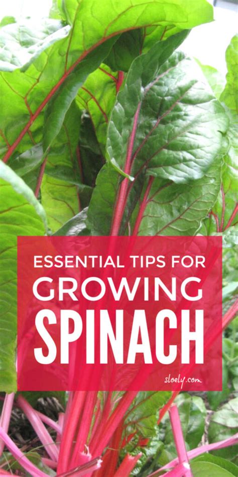 We did not find results for: How To Grow Spinach Tips