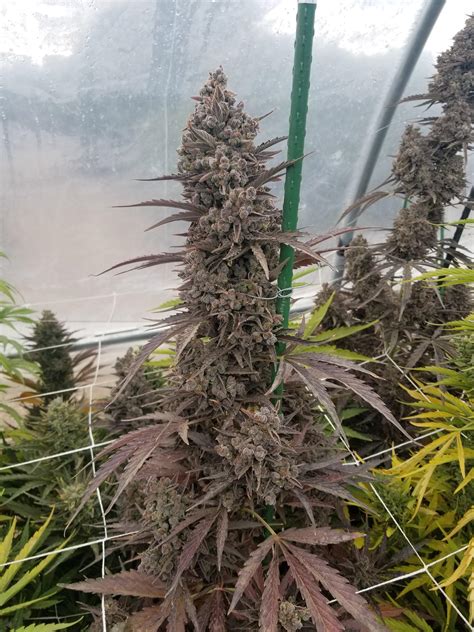 Blueberry Autoflower From An Apprenticeship I Did In Co Grown Using