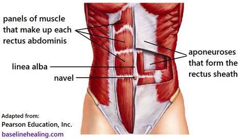 Human Lower Abdominal Muscle Anatomy