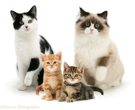 Group Of Assorted Cats And Kittens Photo Wp15162