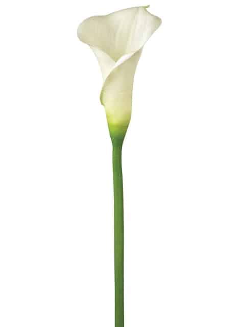 White Calla Lily Long Stemmed 36 Stems Wholesale Flowers In Bulk