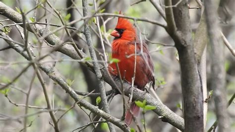 Male Northern Cardinal Singing To Attract A Female Stunningly