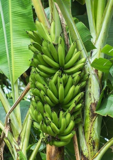 17 Types Of Bananas Different Varieties Of Banana Balcony Garden Web