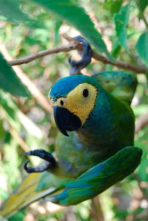 Red Bellied Macaw Orthopsittaca Manilatus Exotic Birds Pets