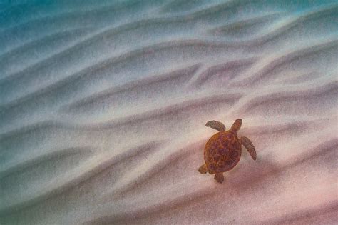Shane Myers Photography Hawaiian Green Sea Turtle Underwater Swim