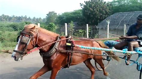 Horse Cart Race Thiruvarur 2017 12 17 Part 1 Youtube