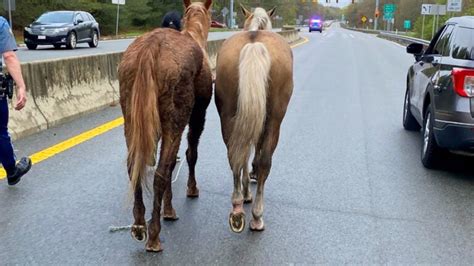 Trooper Helps Lasso Horses Who Escaped For A Morning Trot Down Route 88