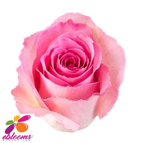 Sweet Unique Rose Variety Pink Ebloomsdirect Eblooms Farm Direct Inc