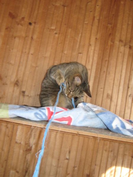 Neuste anzeigen älteste anzeigen preis aufsteigend preis absteigend relevanz. katzen suchen ein Zuhause,Katzen aus Reutlingen,Katzen aus ...