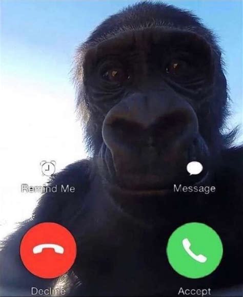 Would You Answer The Phone If George The Monke Called Rape