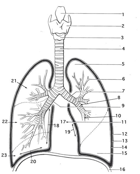 Respiratory Anatomy Diagram Quizlet