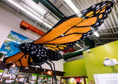 Butterfly Adventure Returns To Roper Mountain Science Center
