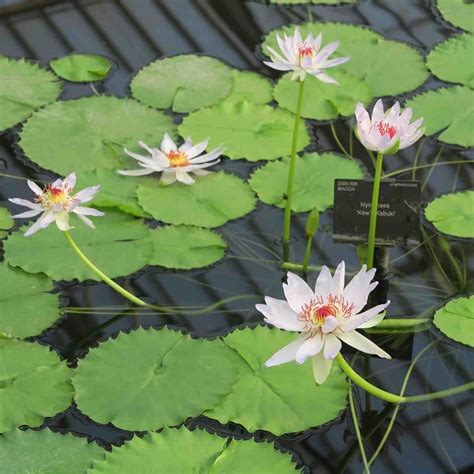 127 bombs dropped on kew during wwii caused structural damage to the temperate house. Waterlily House at Kew Gardens | MOTRLT