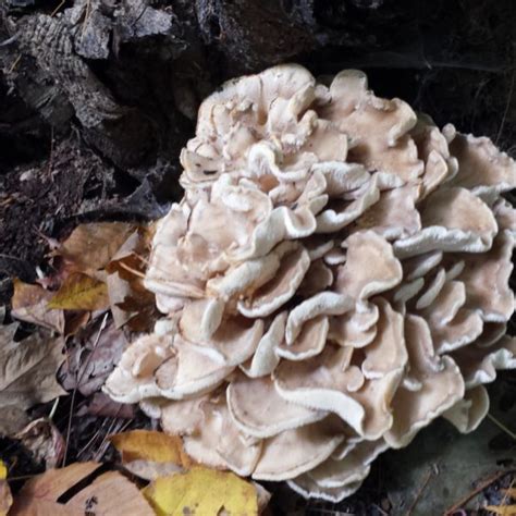 Wild Edible Mushrooms 101 Nh Outdoor Learning Center