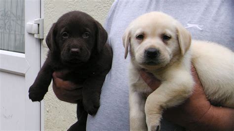 Call us today and find the newest member of your household! Stunning Labrador Puppies For Sale | Romford, Essex ...