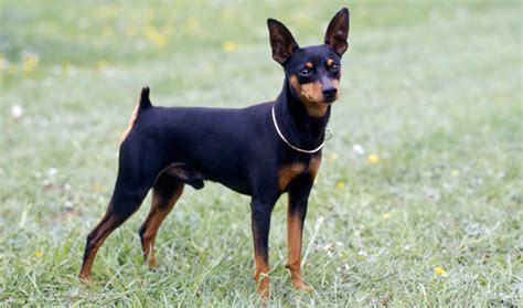 Miniature Pinscher Dog Breed Information