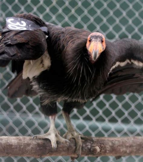 Condor Named Miracle Treated At Oakland Zoo For Lead Poisoning The