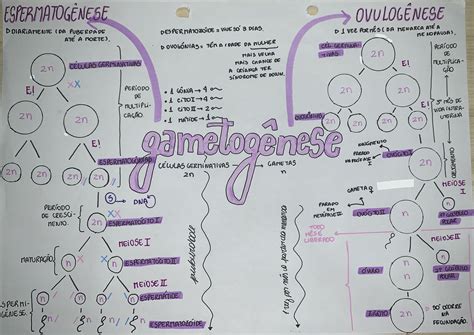 Gametogenese Biologia Resumo Notas Escolares Mapa Cartões De Estudo