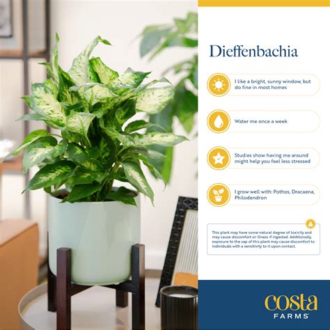 Costa Farms Live Indoor 12in Tall Multicolor Dieffenbachia Indirect Sunlight Plant In 6in