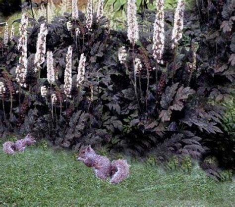 Cimicifuga racemosa (actaea simplex) 'hillside black beauty'. Cimicifuga simplex 'Hillside Black Beauty' (Cohash Bugbane ...