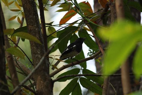 A bird hidden in tree branches - PixaHive