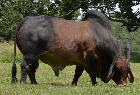 Throughout the year, we offer red brahman seedstock as well as commercial replacement heifers, registered hereford bulls, select f1 bulls and show stock. Home - Five Oaks Ranch - Red Brahman Cattle - Mississippi