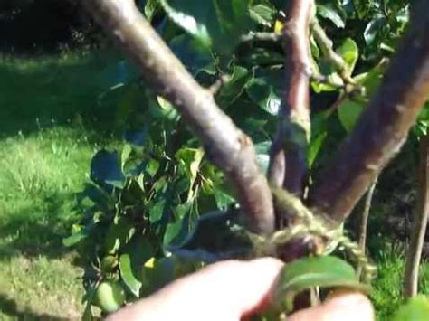 Use in tandem to assist in straightening trunks. supporting a heavy tree fruit crop with hazel stakes - YouTube