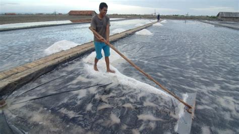 Ternyata Begini Proses Pembuatan Garam Dari Air Laut PT Sumatraco