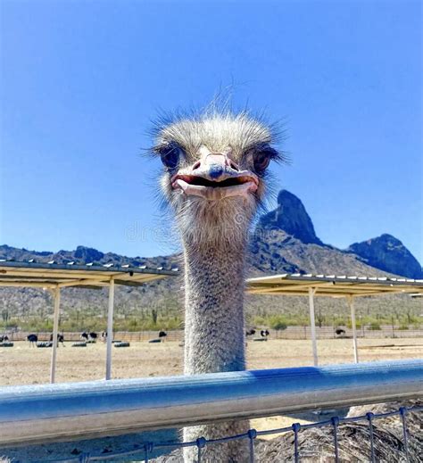 A Curious Ostrich Peaks Over His Fence Stock Photo Image Of Bird