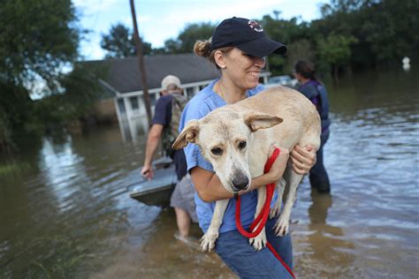 Noahs Ark Takes In 31 Dogs From Texas Flooding