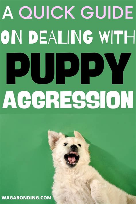 How To Stop Puppy Aggression Preventing Aggression In Puppies