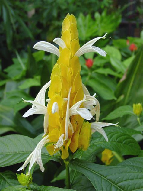 Department of agriculture plant hardiness zones 9b through 11. Yellow Shrimp Plant (pachystachys lutea) - Monster Blooms