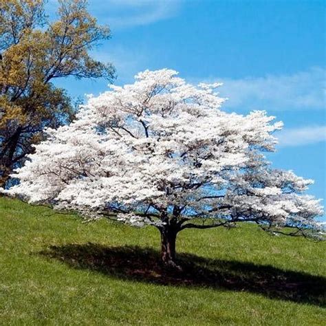 Click here for more information or to buy redbud trees. Kousa Dogwood Tree in 2020 | Fast growing trees, Flowering ...