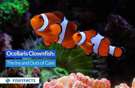 Ocellaris Clownfish The Ins And Outs Of Care Fishyfacts