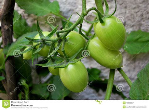 Organic Growing Tomatoes Stock Image Image Of Grow