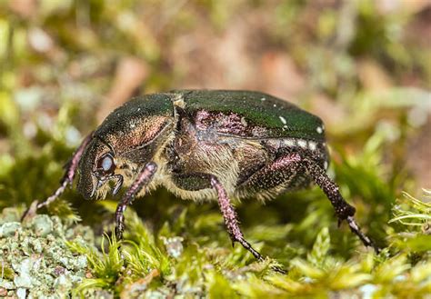Noble Chafer Stock Photos Pictures And Royalty Free Images Istock