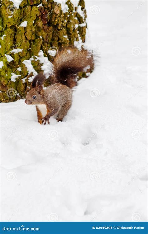 One Red Squirrel Under Tree On White Snow In Park Winter Season