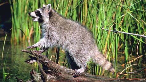 Rabid Raccoon Bites In Montgomery Prompt Health Warning