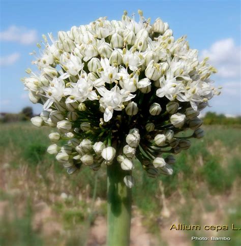 From old galician and old portuguese cepa, from latin cippus (post). Medicinal Plants: Allium cepa Onion