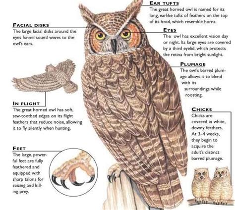 Great Horned Owl Great Horned Owl Facts Owl Facts Great Horned Owl