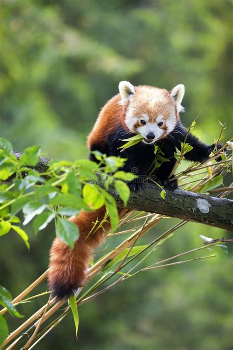 Red Panda Eating Bamboo Leaf Stock Image Image Of Reddish Tree 28833927