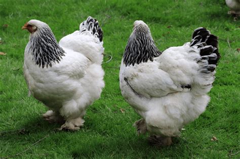 The Top 18 Chicken Breeds For Your Backyard Flock ~ Homestead And Chill