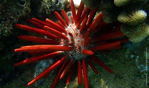 Sea Urchins Identification Guide Snorkeling Report
