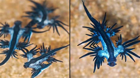 Hundreds Of Venomous Deep Sea Creatures Have Mysteriously Washed Up On