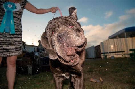 She Was Named Worlds Ugliest Dog But ‘shes Just Darling The New