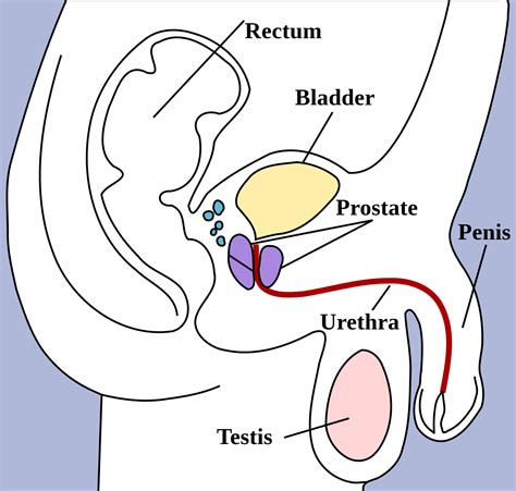 Misalnya yang disebabkan oleh adanya batu ginjal di ureter, akan meningkatkan tekanan hidrostatik. Jurnal Sistem Urinaria / Anatomi Sistem Urinarius Digital Library Universitas Malikussaleh ...