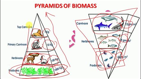 Topic 6 Ecology And Environment Ecological Pyramids Energy